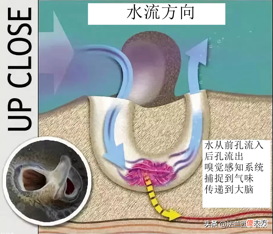 鲸鱼会打呵欠吗 鲸鱼会打哈欠吗