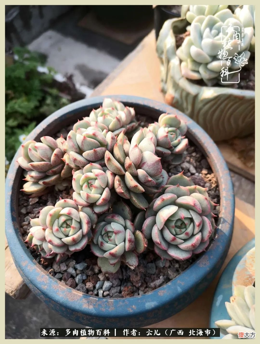 养花种多肉到底有什么用 种多肉植物有什么用