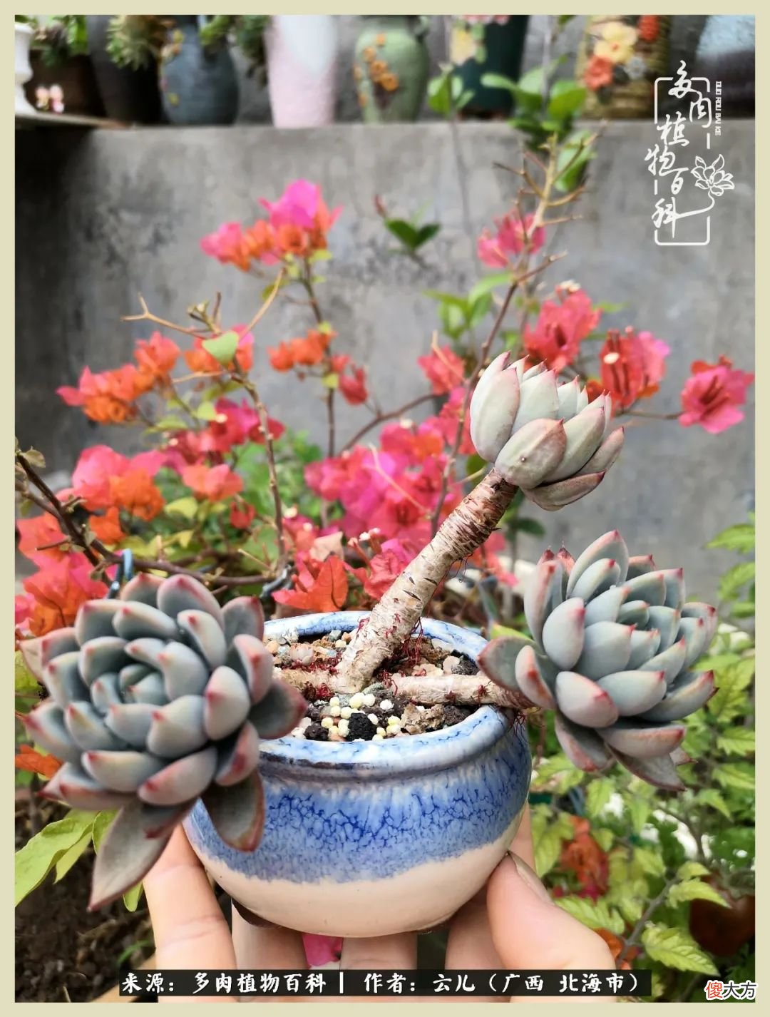 养花种多肉到底有什么用 种多肉植物有什么用