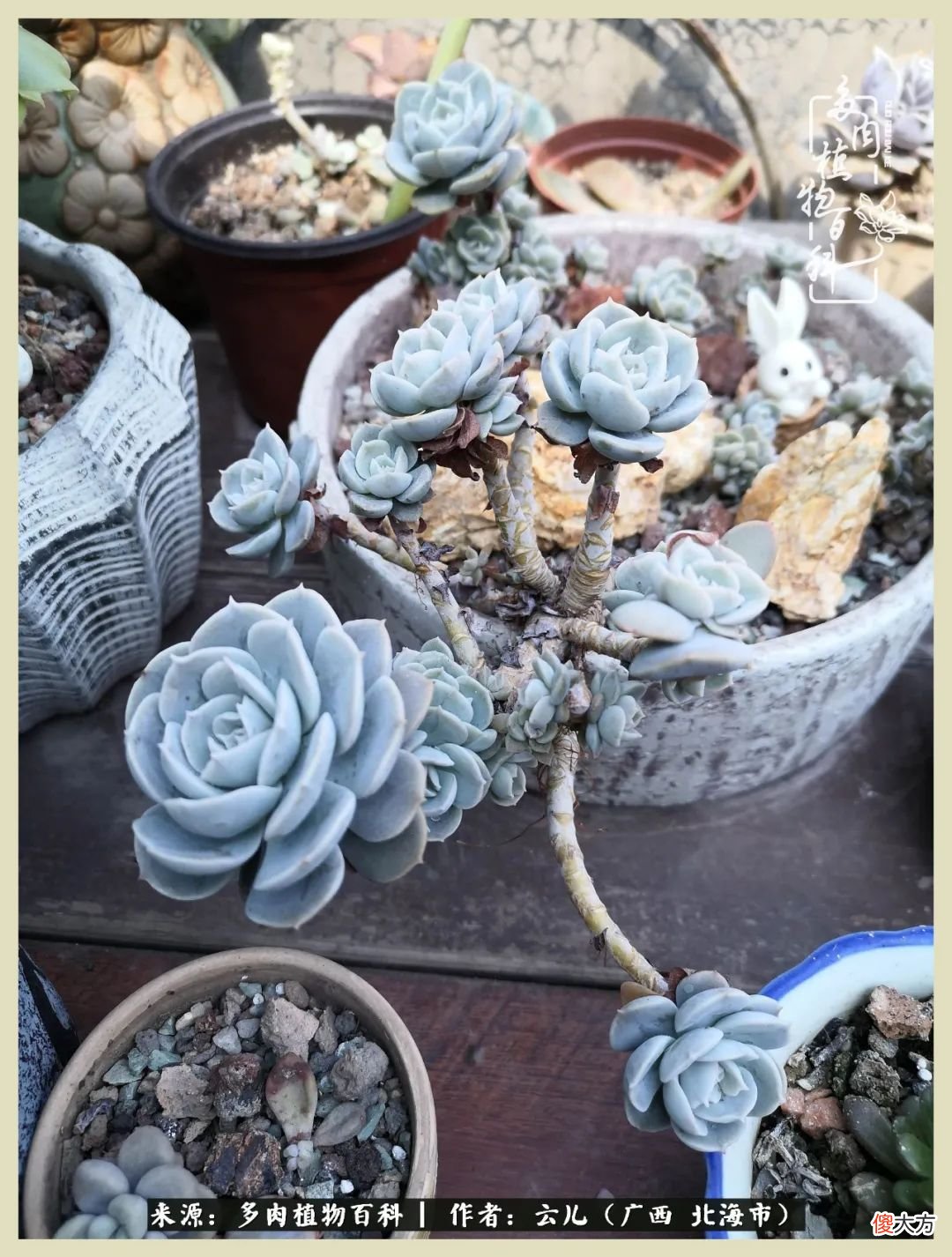 养花种多肉到底有什么用 种多肉植物有什么用