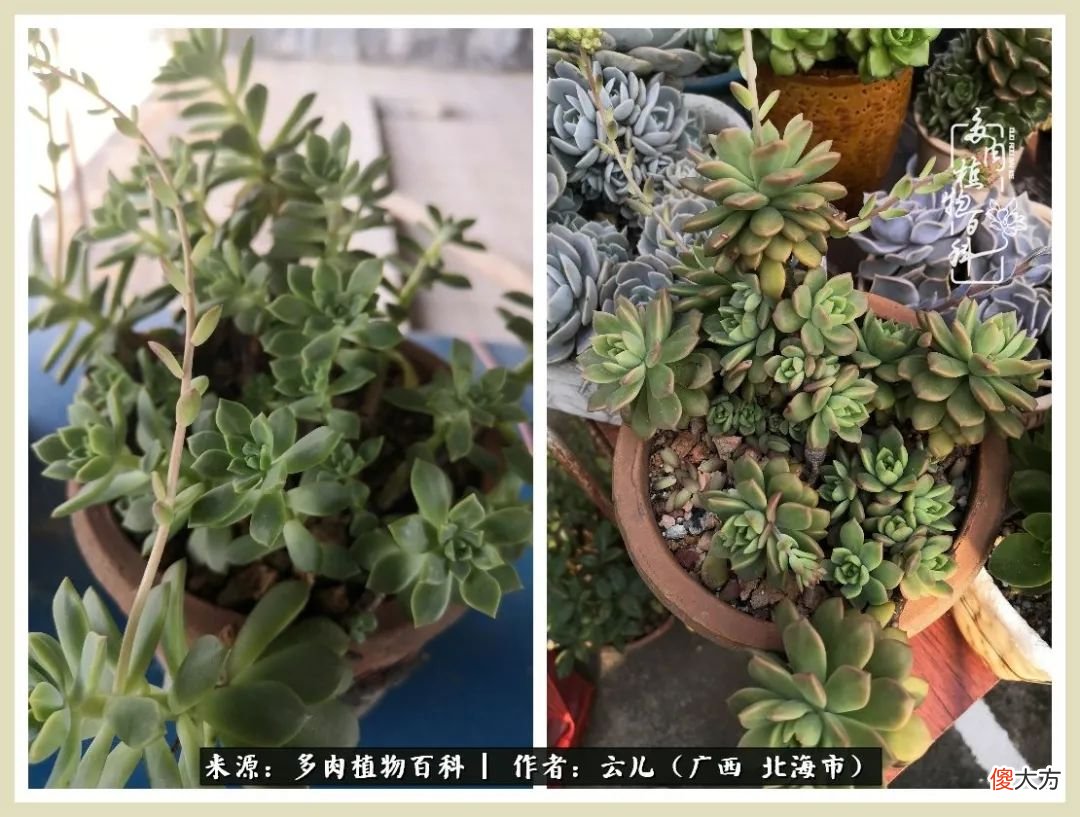养花种多肉到底有什么用 种多肉植物有什么用