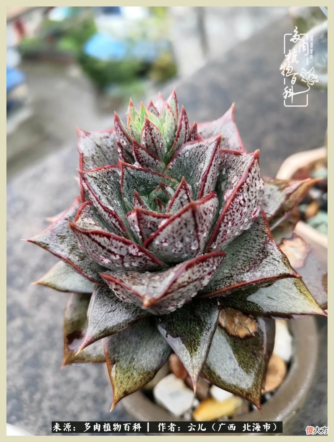 养花种多肉到底有什么用 种多肉植物有什么用