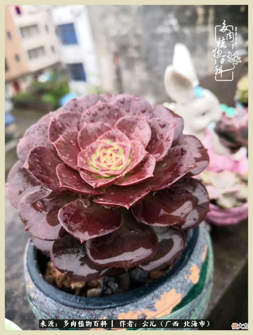 养花种多肉到底有什么用 种多肉植物有什么用