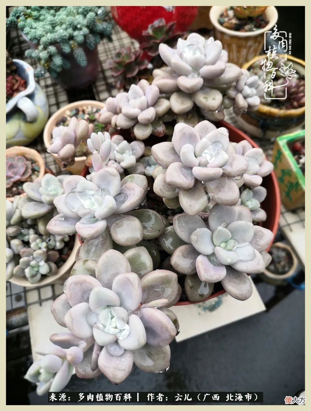 养花种多肉到底有什么用 种多肉植物有什么用