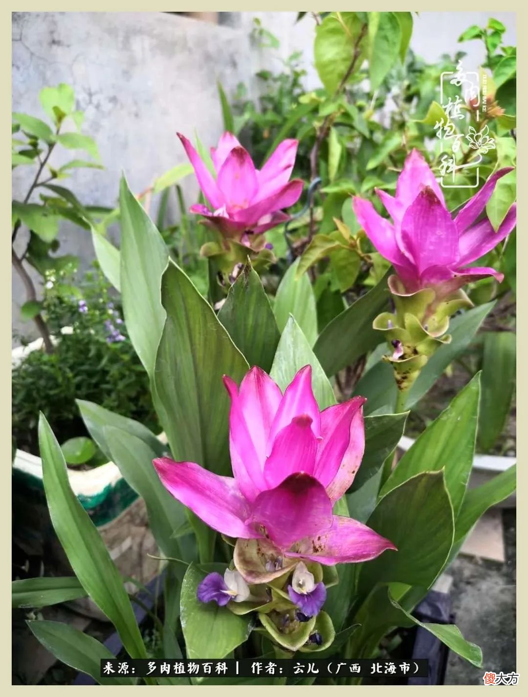 养花种多肉到底有什么用 种多肉植物有什么用