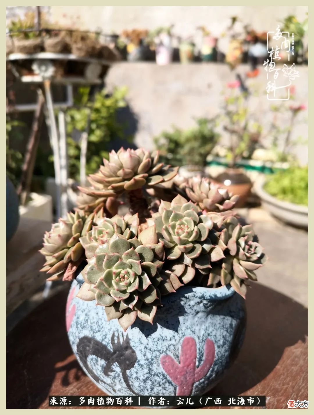 养花种多肉到底有什么用 种多肉植物有什么用