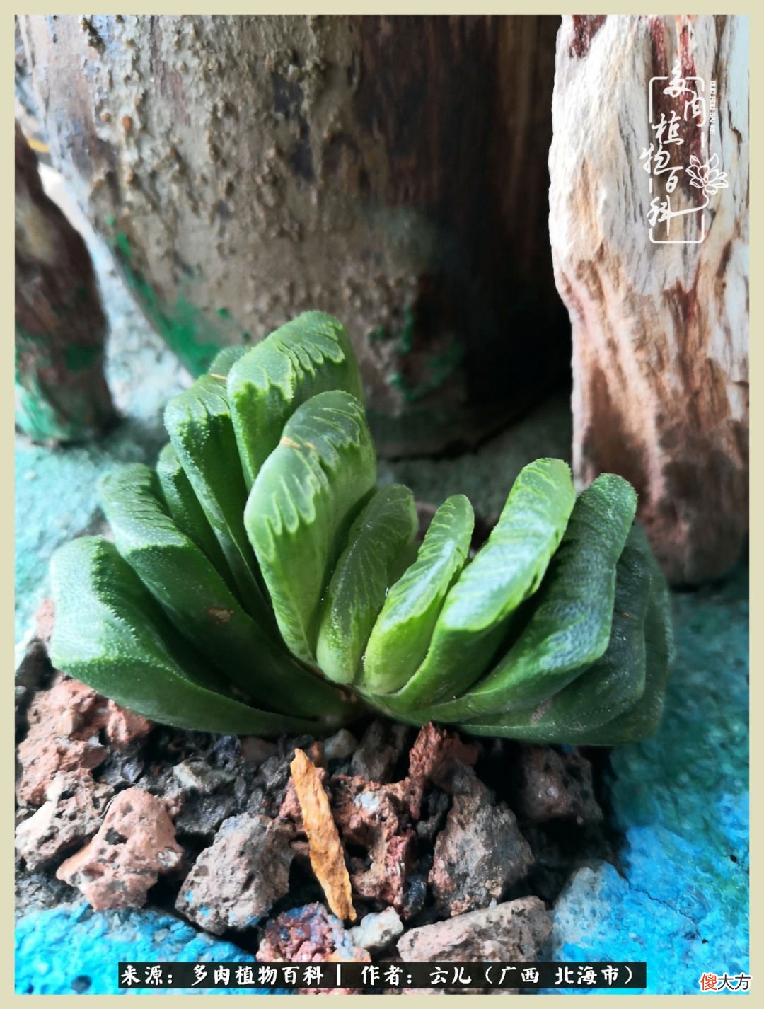 养花种多肉到底有什么用 种多肉植物有什么用