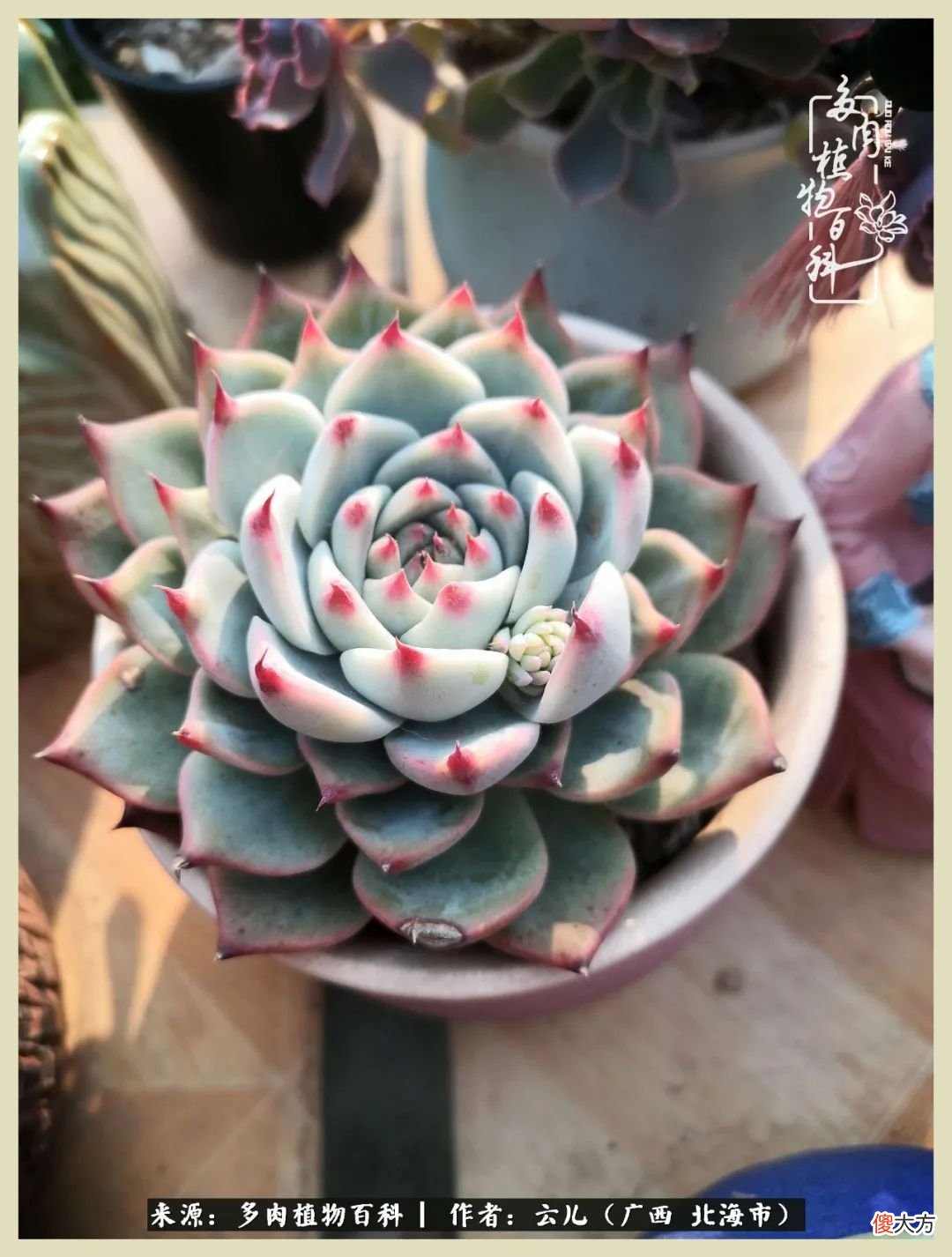 养花种多肉到底有什么用 种多肉植物有什么用