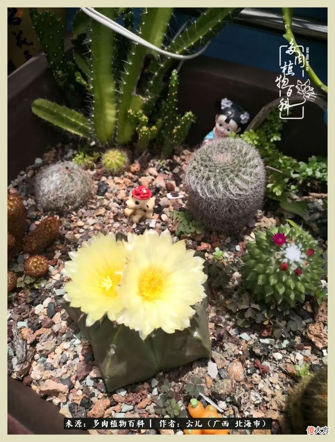 养花种多肉到底有什么用 种多肉植物有什么用