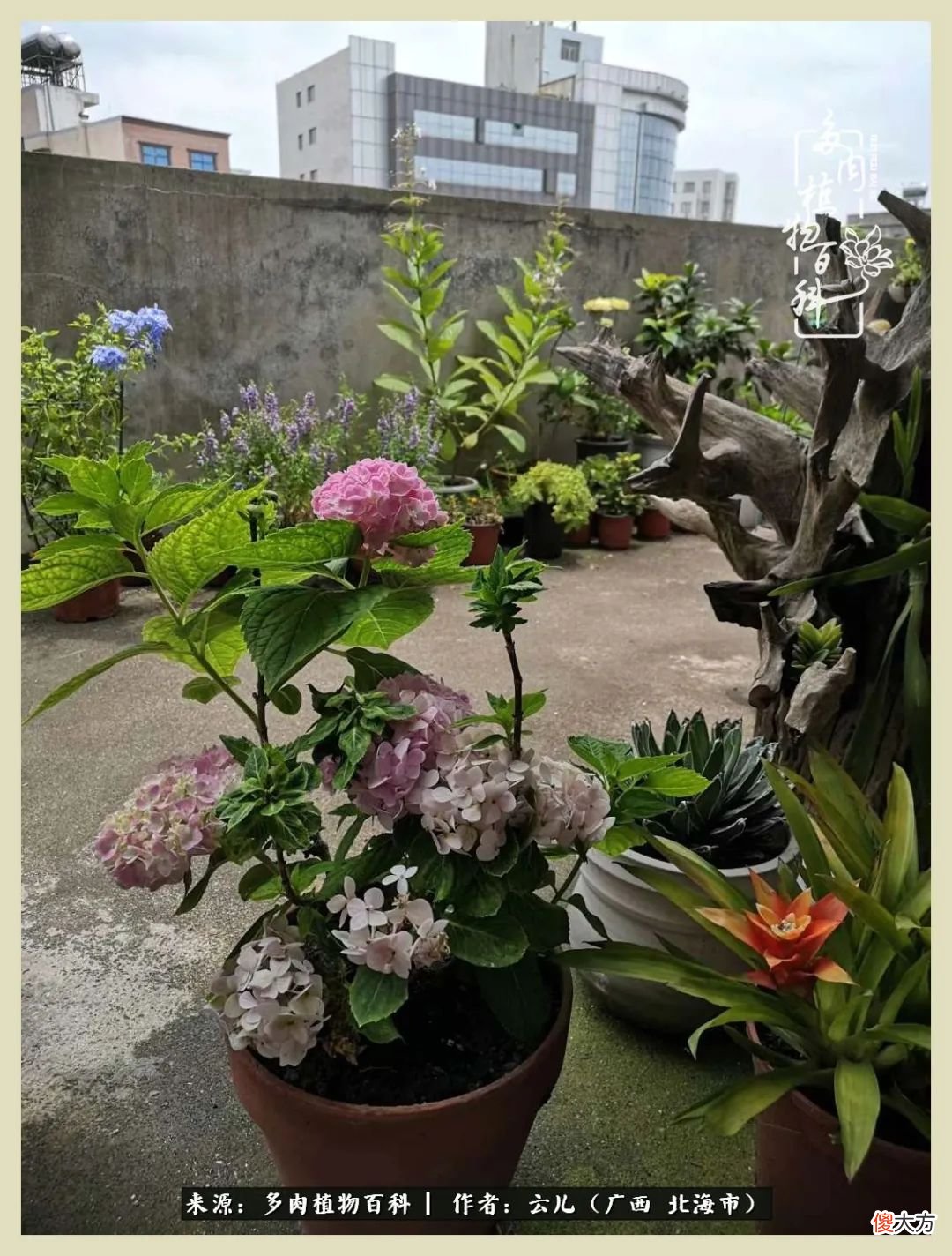 养花种多肉到底有什么用 种多肉植物有什么用