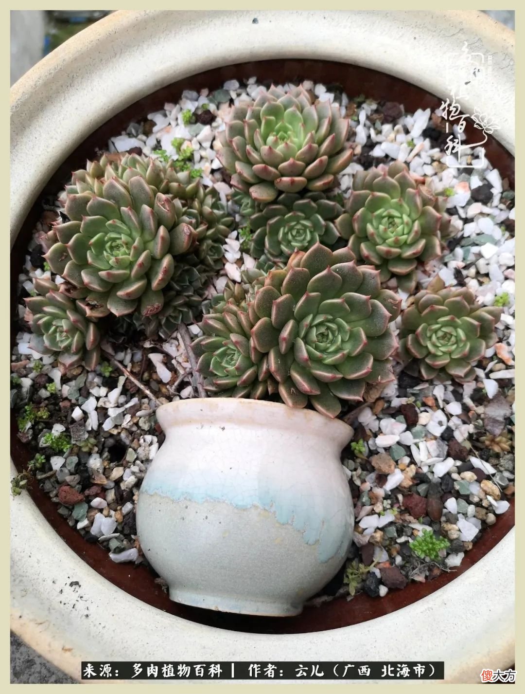 养花种多肉到底有什么用 种多肉植物有什么用