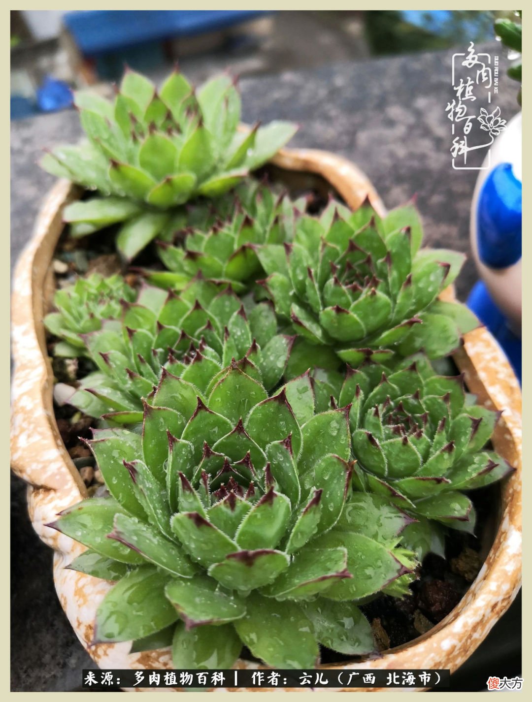 养花种多肉到底有什么用 种多肉植物有什么用