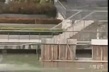 黑天鹅的暴揍 黑天鹅打人