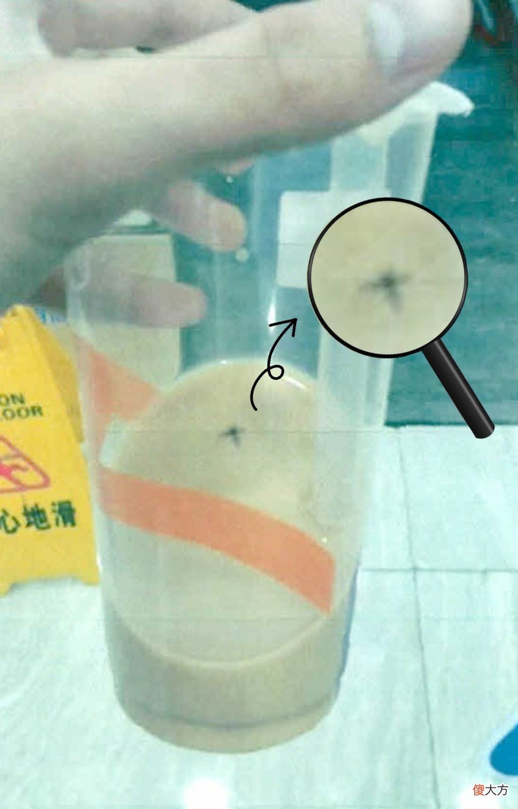 知名奶茶喝一半见到飞虫尸体 奶茶店飞虫