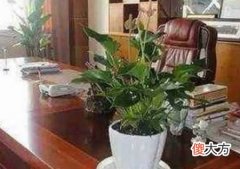 办公室植物摆放风水有那些禁忌