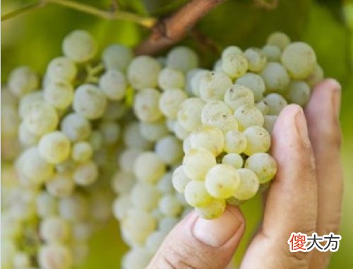 贵腐酒 冰酒 贵腐酒保存