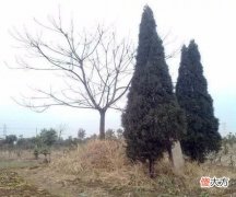 坟墓前种什么树旺子孙