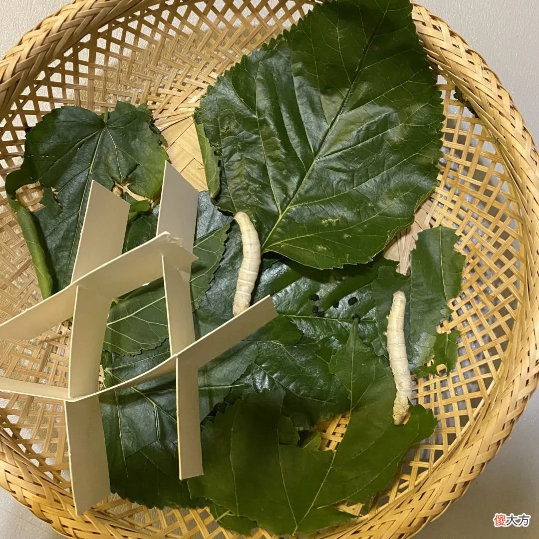 那就得养三次蚕 养蚕要养三年