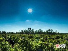葡萄酒代理可以兼职卖什么 代理红酒一年能赚多少