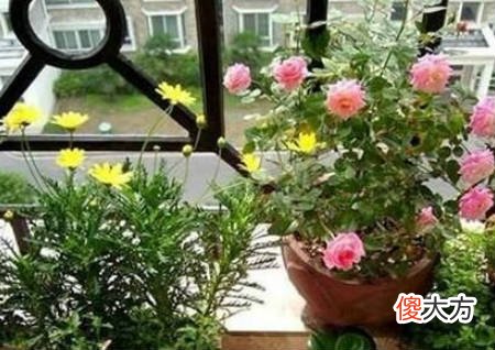 居家养花风水禁忌