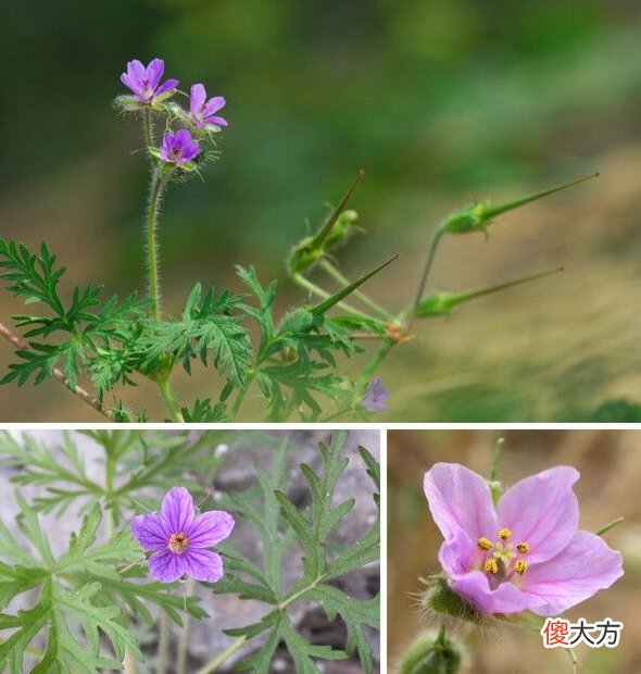 老鹳草是怎样的植物 老鹳草属植物