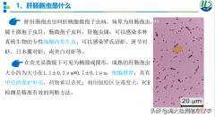 养白虾这些关键点你要了解 如何养白虾