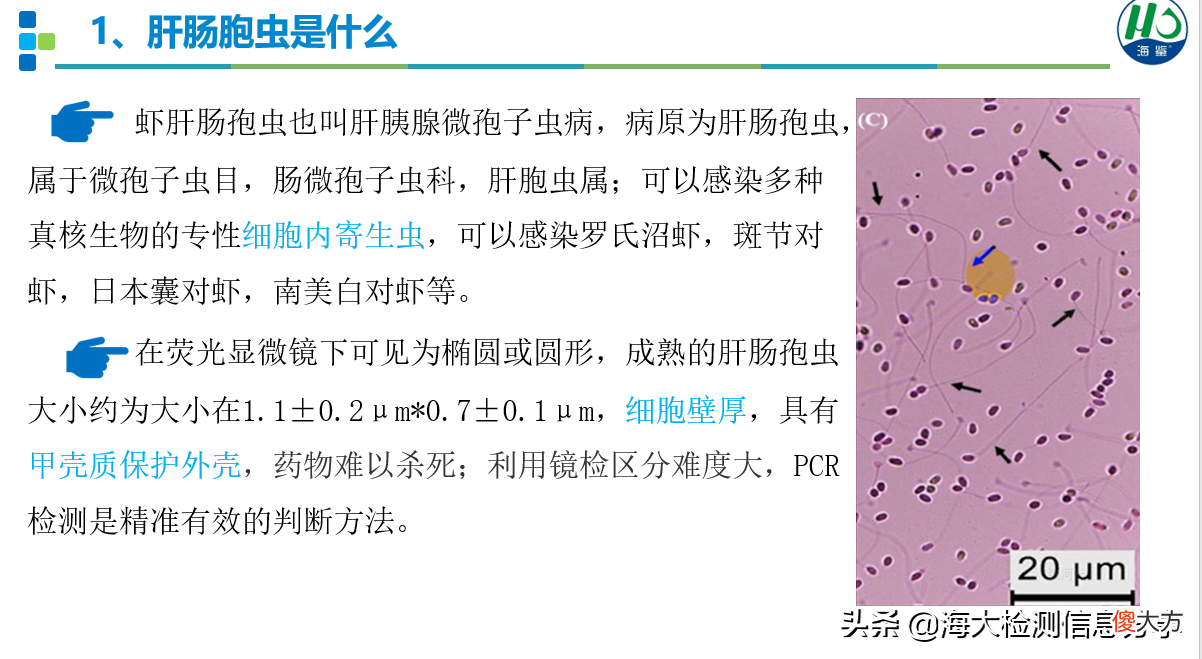 养白虾这些关键点你要了解 如何养白虾