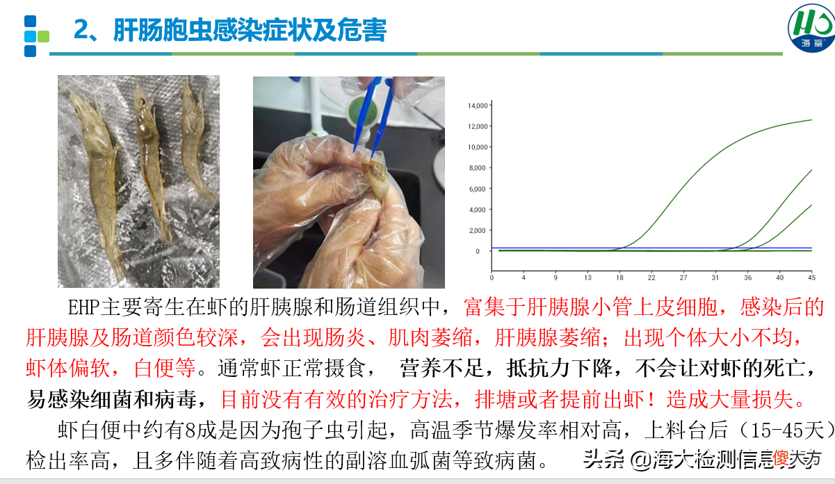 养白虾这些关键点你要了解 如何养白虾