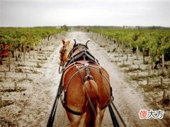 国产原装红酒加盟生意好做吗 进口红酒酒加盟