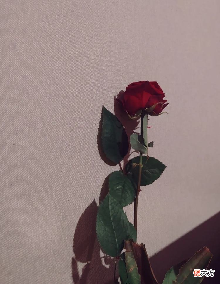 有人就不会拍照了 不会拍照的人