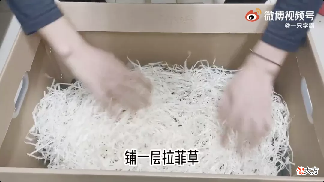 相恋六年的男孩送了一箱拉菲草，网友都急眼了，女孩还不分手
