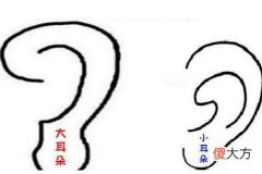 耳朵又小又薄的男人性格和命运怎么样