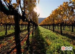 葡萄酒代理批发怎么样 葡萄酒代理批发费用多少钱