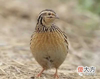 鄂尔多斯鸟类 鄂尔多斯鸟类大全