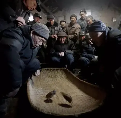 被忽视的鹌鹑，在传统文化中也有重要的一席之地