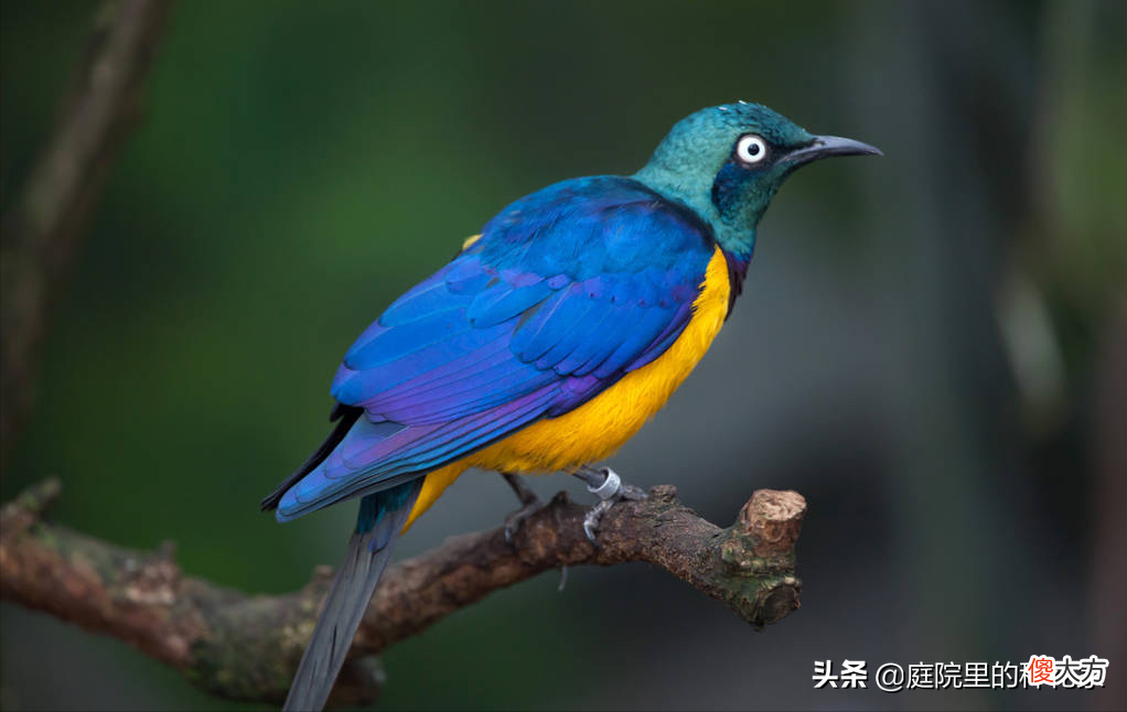 自家园子里可以饲养的禽鸟 可以自己繁殖的家养鸟