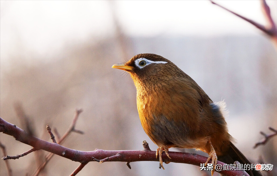 自家园子里可以饲养的禽鸟 可以自己繁殖的家养鸟