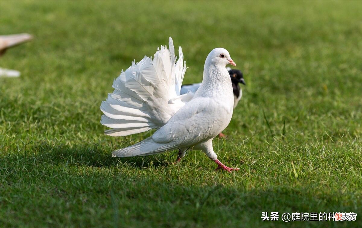 自家园子里可以饲养的禽鸟 可以自己繁殖的家养鸟