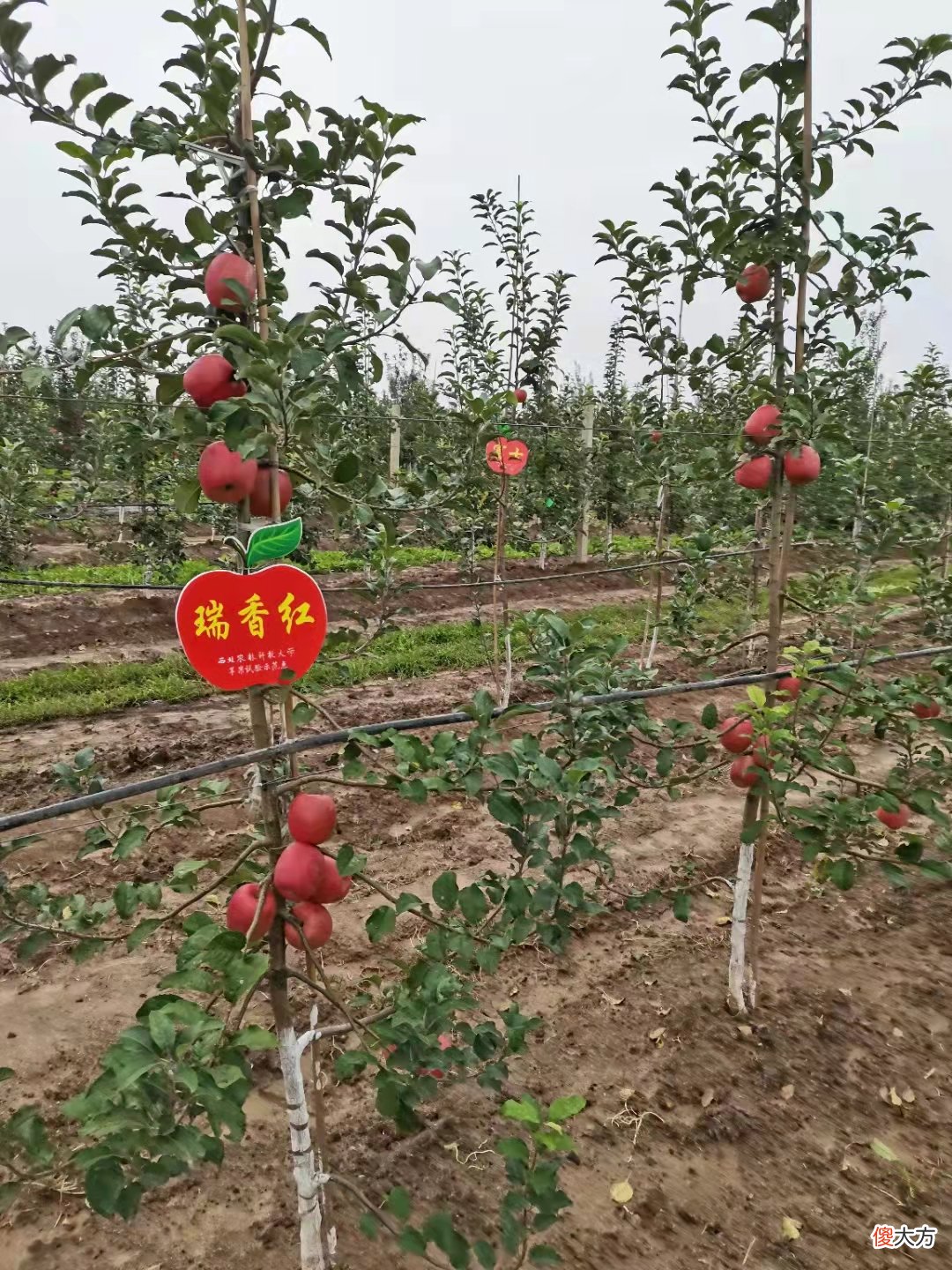 6个苹果新品种被热炒 新品种的苹果