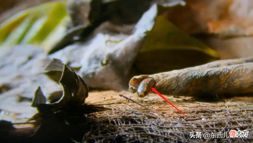 BBC落伍了，苹果最新纪录片太闪亮！速度给娃看
