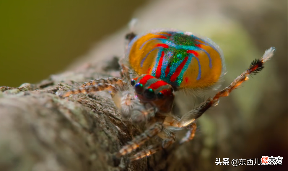 BBC落伍了，苹果最新纪录片太闪亮！速度给娃看