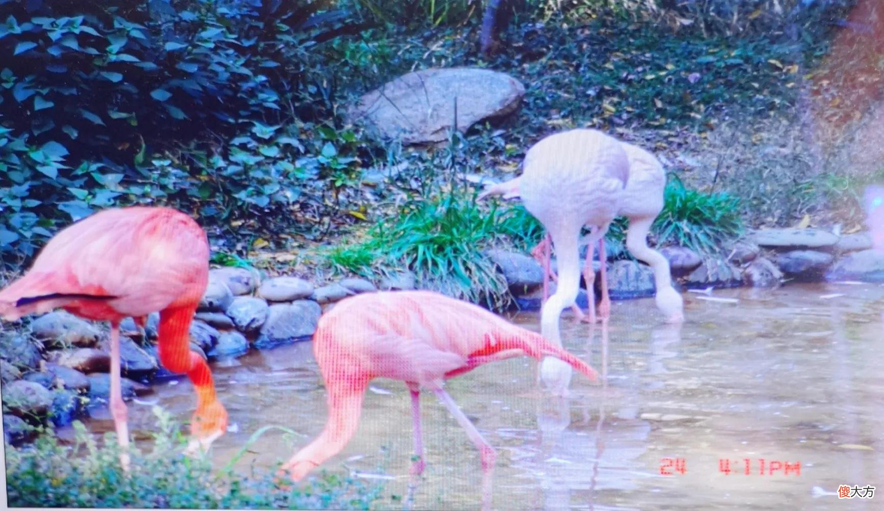 粉红色火烈乌什么寓意 粉红色的火焰乌