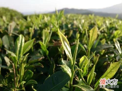 喝了那么久的白茶 白茶喝多会怎么样