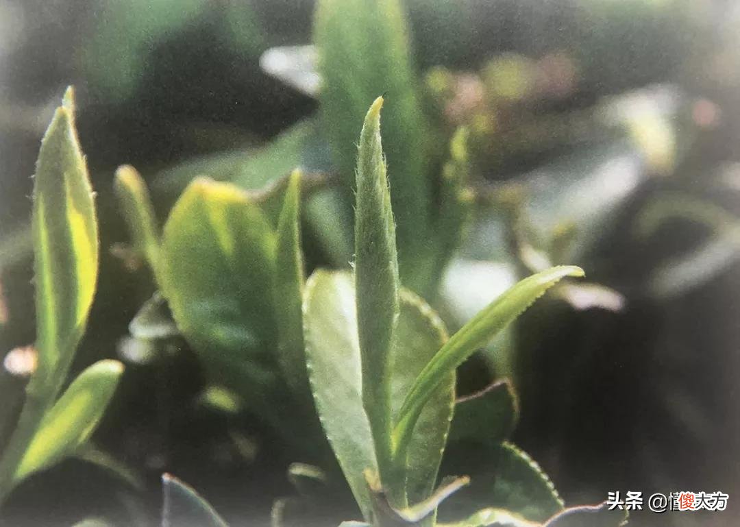 喝了那么久的白茶 白茶喝多会怎么样