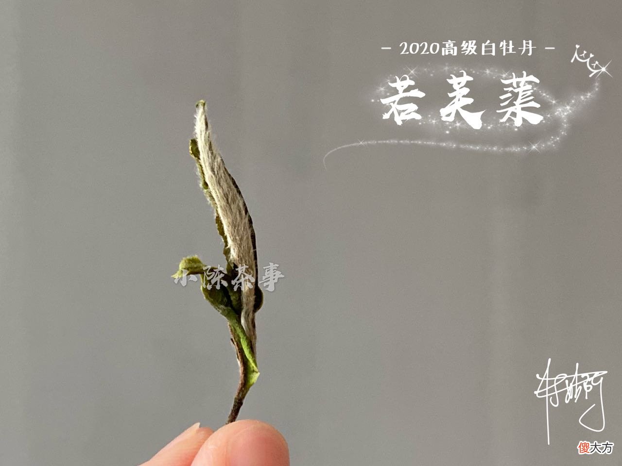 哪种适合冲泡白茶 白茶和什么泡水喝比较好