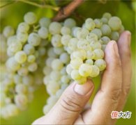 德国葡萄酒视频 德国葡萄酒小镇