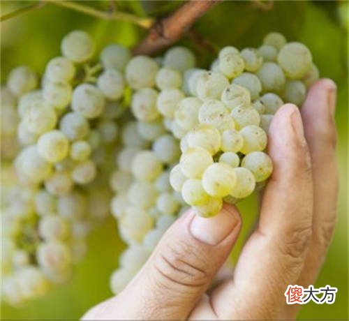 德国葡萄酒视频 德国葡萄酒小镇