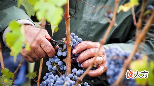 怎么样才能把红酒销售出去 红酒批发怎么做