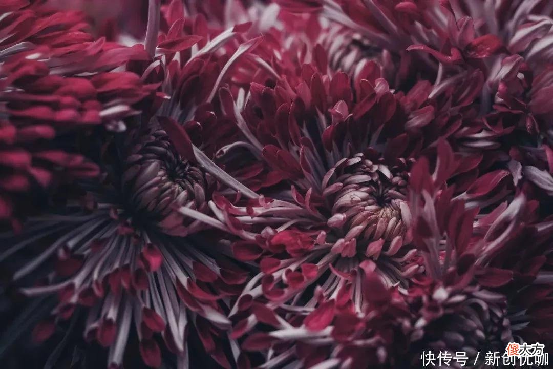 【十二星座】2022年，运势大吉，桃运飙升，喜气萦绕，迎来意中人的三个生肖