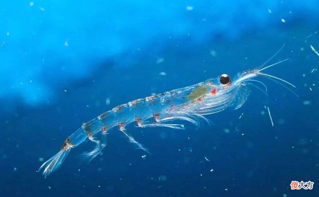 海上粮仓究竟是什么 海上粮仓是什么意思